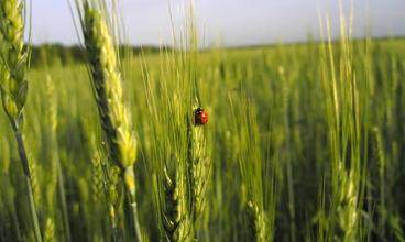 ladybird sat on wheat